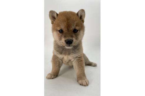 成約済の千葉県の柴犬-378731の11枚目