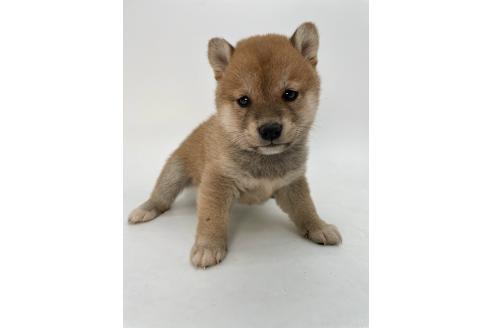 成約済の千葉県の柴犬-378731の10枚目