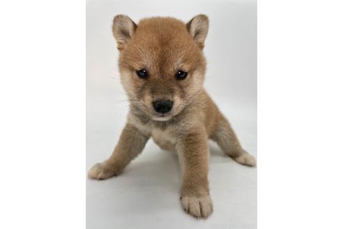 成約済の千葉県の柴犬-378731の9枚目