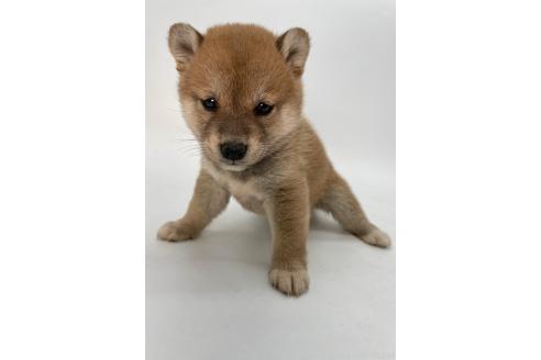成約済の千葉県の柴犬-378731の8枚目