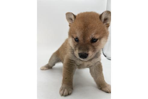 成約済の千葉県の柴犬-378731の6枚目
