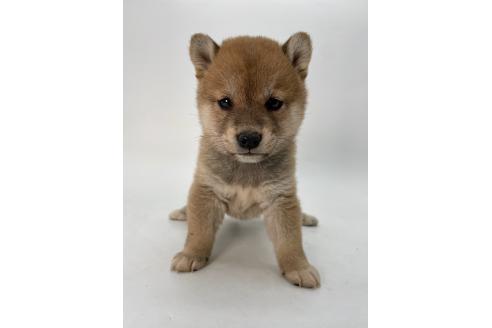 成約済の千葉県の柴犬-378731の5枚目