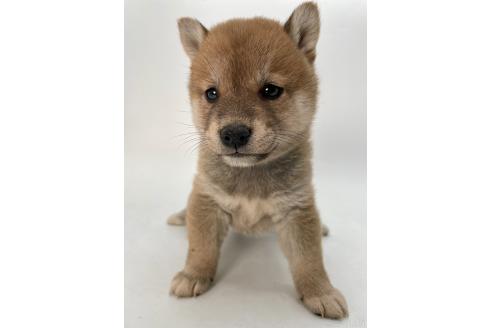 成約済の千葉県の柴犬-378731の4枚目