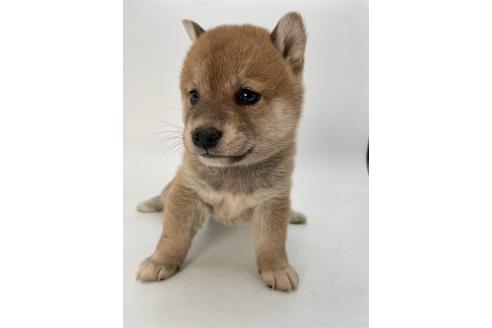 成約済の千葉県の柴犬-378731の3枚目
