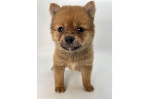 成約済の千葉県のミックス犬-378733の1枚目