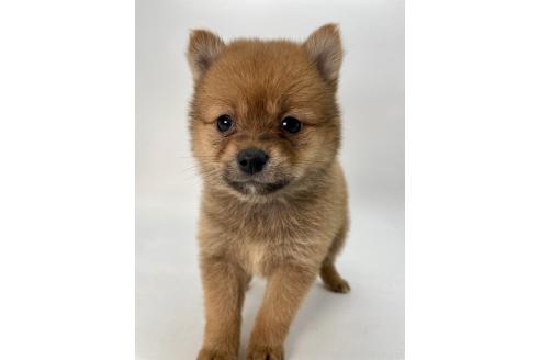 成約済の千葉県のミックス犬-378733の10枚目