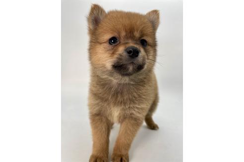 成約済の千葉県のミックス犬-378733の9枚目