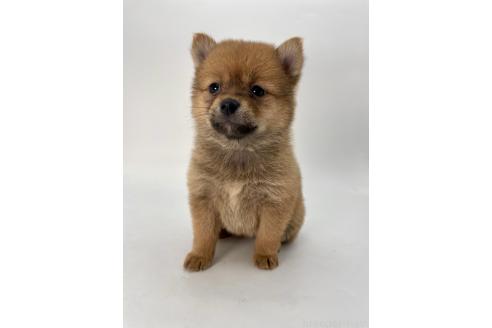 成約済の千葉県のミックス犬-378733の8枚目