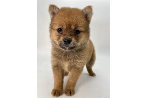 成約済の千葉県のミックス犬-378733の7枚目