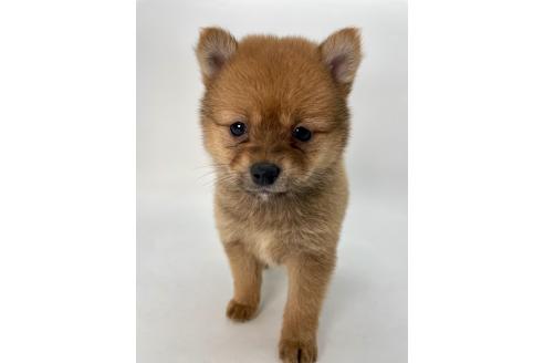 成約済の千葉県のミックス犬-378733の6枚目