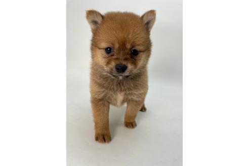 成約済の千葉県のミックス犬-378733の5枚目