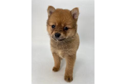 成約済の千葉県のミックス犬-378733の4枚目