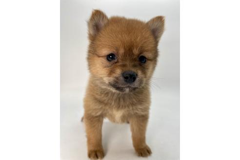 成約済の千葉県のミックス犬-378733の2枚目