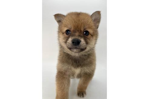 成約済の千葉県のミックス犬-378734の10枚目