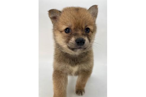 成約済の千葉県のミックス犬-378734の9枚目