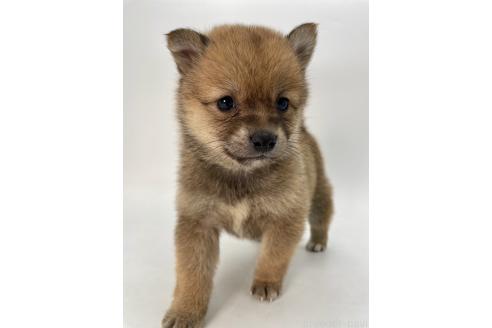 成約済の千葉県のミックス犬-378734の8枚目
