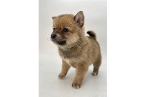 成約済の千葉県のミックス犬-378734の7枚目