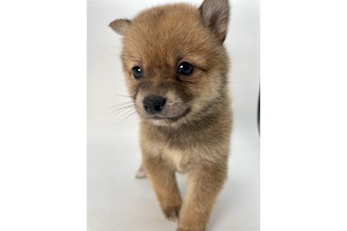 成約済の千葉県のミックス犬-378734の6枚目