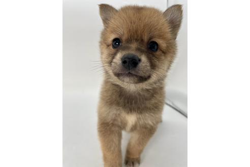 成約済の千葉県のミックス犬-378734の5枚目