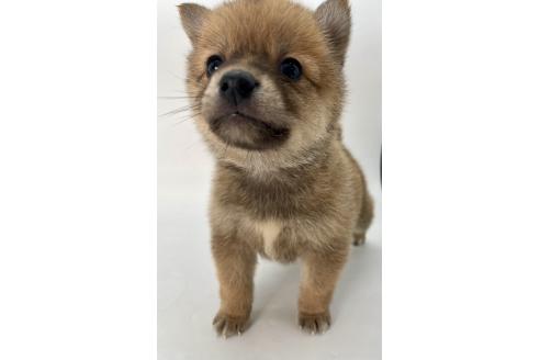 成約済の千葉県のミックス犬-378734の4枚目