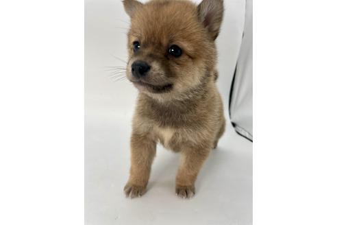 成約済の千葉県のミックス犬-378734の3枚目
