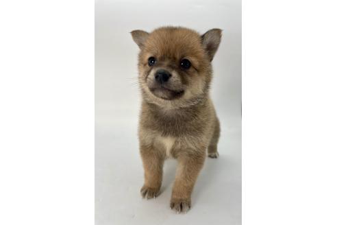 成約済の千葉県のミックス犬-378734の2枚目