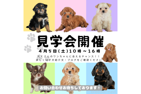 成約済の埼玉県のポメチワ:ポメラニアン×チワワ-372469の3枚目