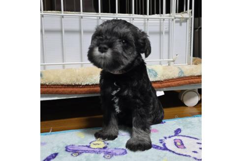 成約済の岡山県のミニチュアシュナウザー-374515の2枚目