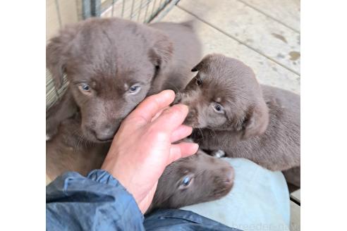 商談中の千葉県のミックス犬-378768の12枚目