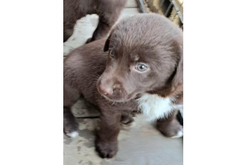 販売中の千葉県のミックス犬-378768