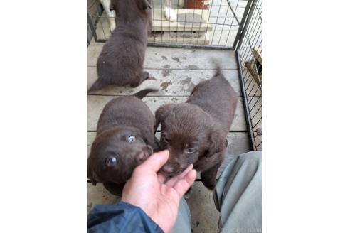 商談中の千葉県のミックス犬-378768の11枚目