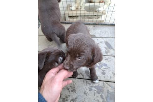 商談中の千葉県のミックス犬-378768の10枚目