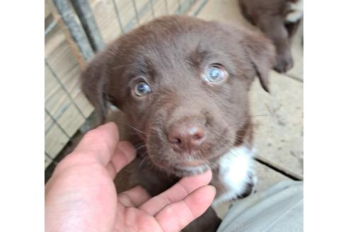 商談中の千葉県のミックス犬-378768の9枚目