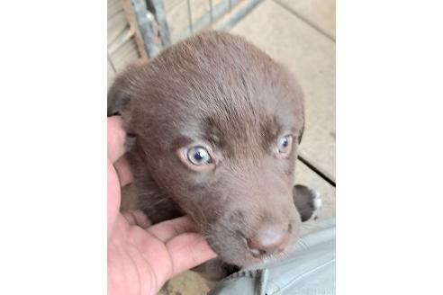 商談中の千葉県のミックス犬-378768の8枚目