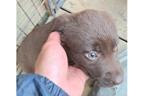 商談中の千葉県のミックス犬-378768の7枚目