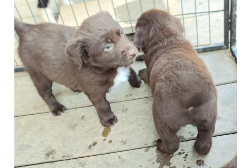 商談中の千葉県のミックス犬-378768の5枚目