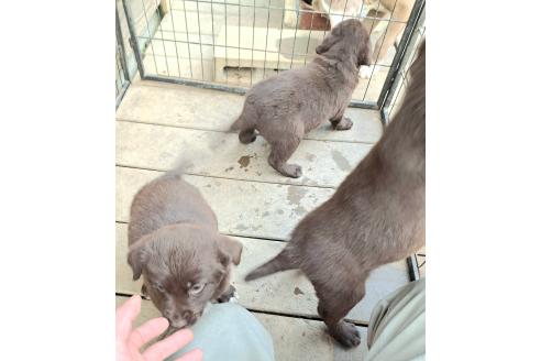 商談中の千葉県のミックス犬-378768の4枚目