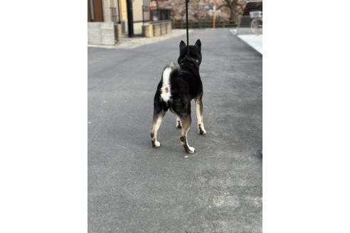 商談中の茨城県の柴犬-378770の8枚目