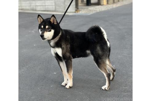 商談中の茨城県の柴犬-378770の7枚目