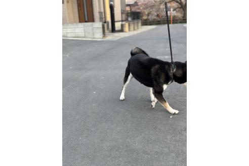 商談中の茨城県の柴犬-378770の6枚目