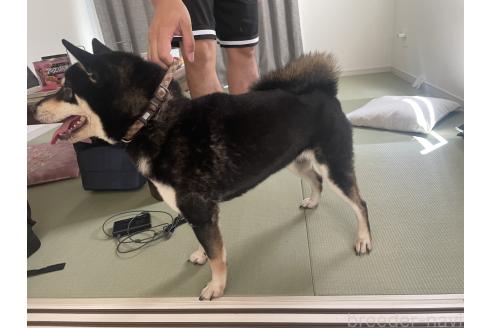 商談中の茨城県の柴犬-378770の4枚目