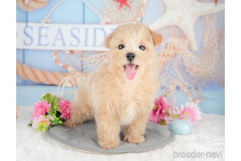 成約済の千葉県のミックス犬-378987の8枚目