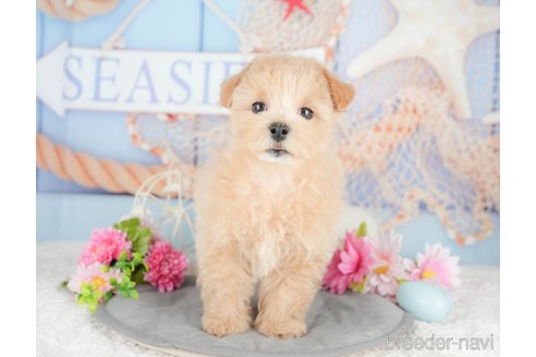 成約済の千葉県のミックス犬-378987の6枚目