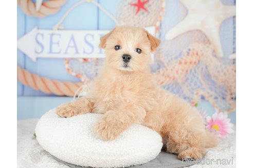 成約済の千葉県のミックス犬-378987の7枚目