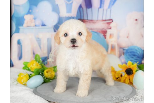成約済の千葉県のミックス犬-378718の4枚目