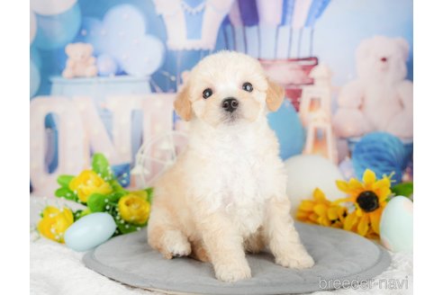 成約済の千葉県のミックス犬-378718の6枚目