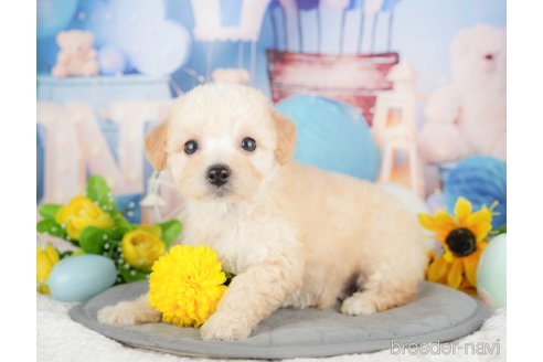 成約済の千葉県のミックス犬-378718の8枚目