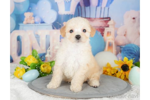 成約済の千葉県のミックス犬-378718の9枚目
