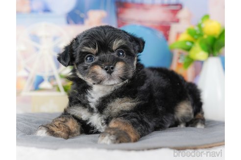 成約済の千葉県のチワプー:チワワ×トイプードル-378982の4枚目