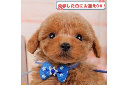販売中の神奈川県のトイプードル-378431